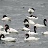 Black-necked Swans, Last Hope Sound - Patagonia